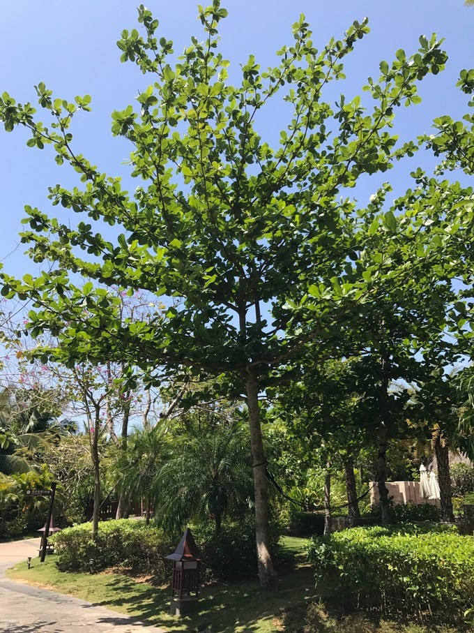 三亚自由行攻略推荐,三亚海阔天空