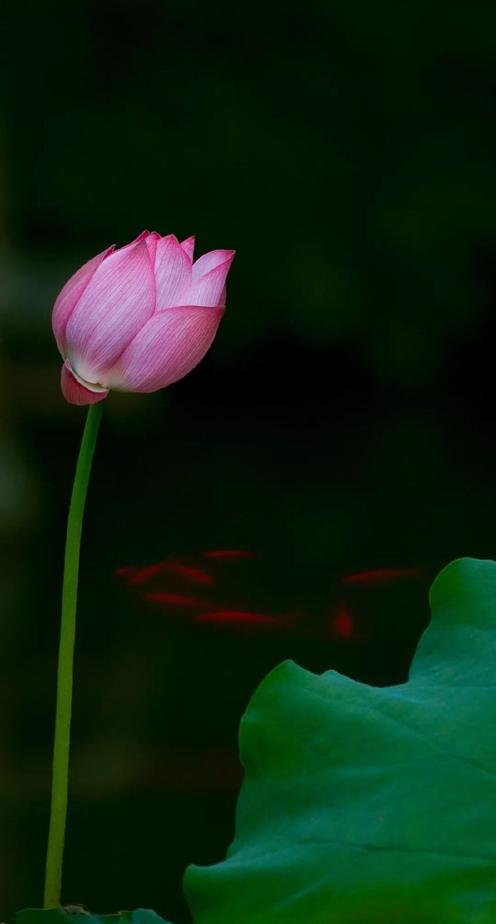 古有“九雅”，忘忧释怀丨私享·仿古