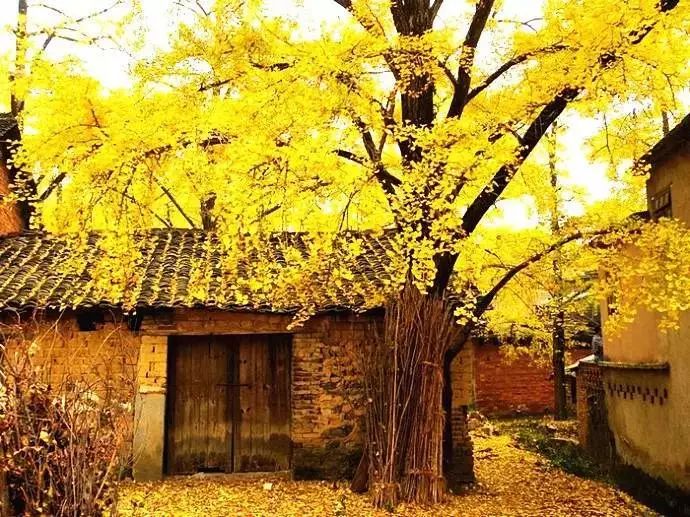 秋在广东很珍贵，若不细心寻找，它便静静地离开了