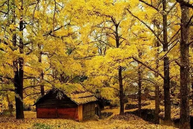 秋在广东很珍贵，若不细心寻找，它便静静地离开了