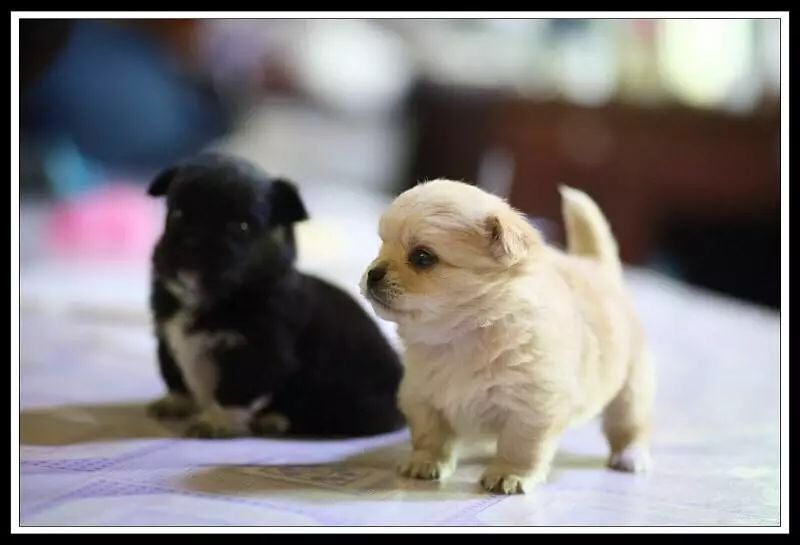 狗狗交配、怀孕……新手麻麻毫无经验怎么办？记住这10点足够了！