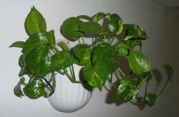 绿萝只有气根没有叶子可以扦插吗,绿萝怎样才能让叶子长得更旺盛