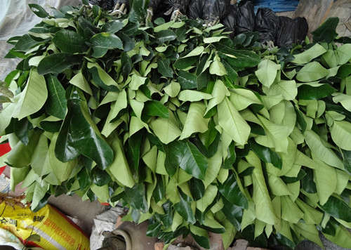 柚子要高产这四次施肥很重要,柚子的种植方法怎么才能结果