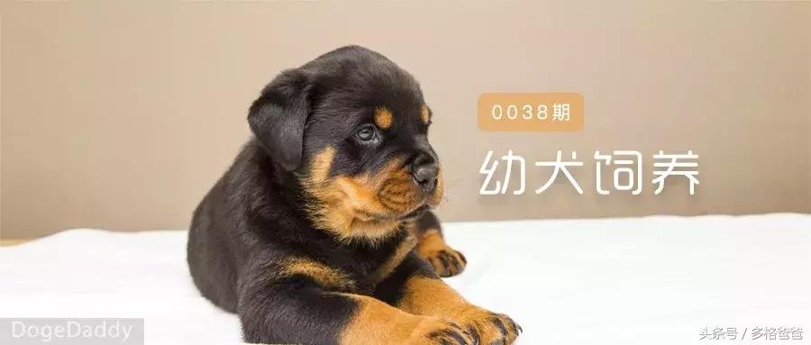 犬舍买狗需要注意什么问题和细节,买幼犬要注意哪些