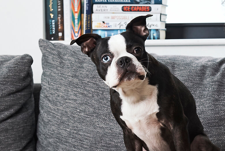 检测狗检测些什么,检测狗狗智商