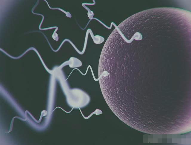 那些受孕失败的小蝌蚪都去哪儿了,没有成功受孕的胚胎去了哪里