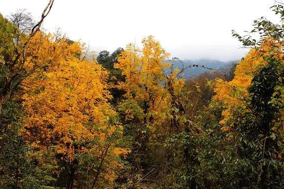 成都出发哪条线路秋景最美,成都出发两小时看满山红叶