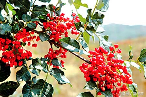 农人创业项目推荐,农人创业创新项目