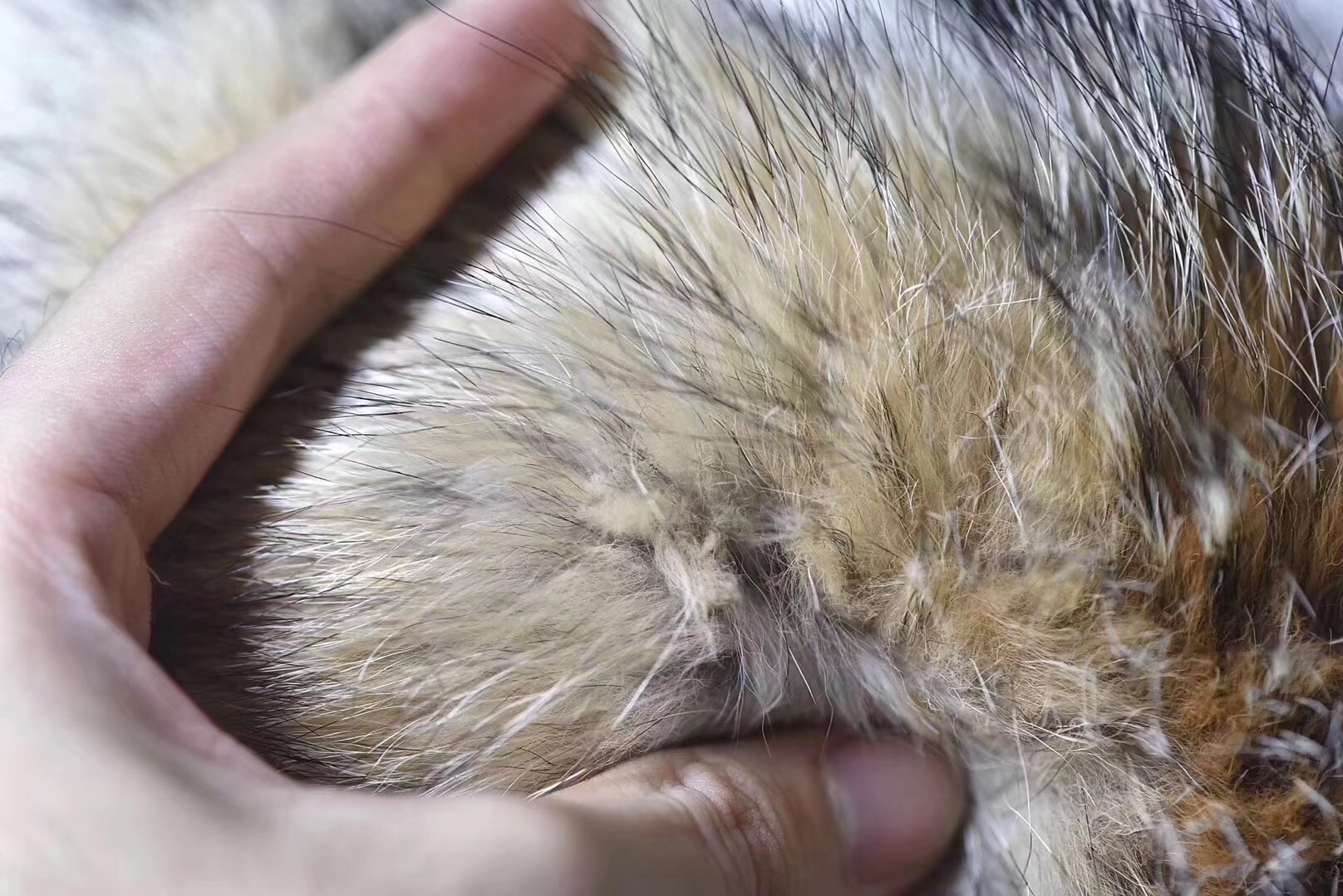 加拿大鹅绒canadagoose,加拿大鹅canadagoose羽绒服女