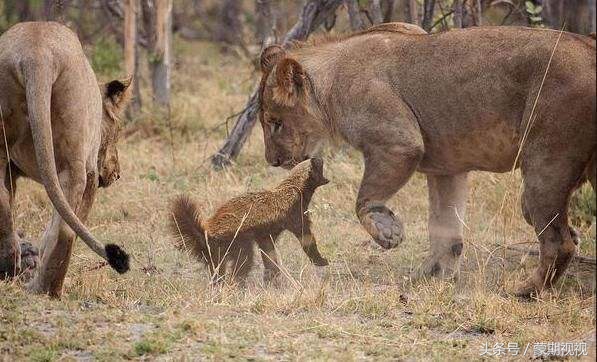 无所畏惧的蜜獾,无所畏惧的蜜獾自然传奇