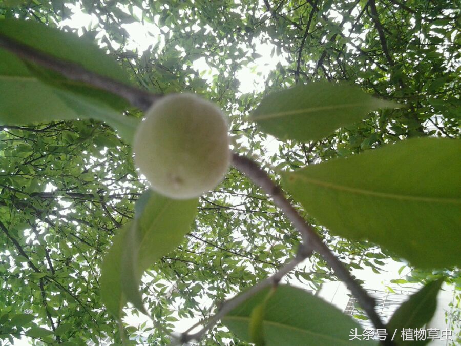 祖坟上长的桃树有何说法,坟上长毛桃树好吗