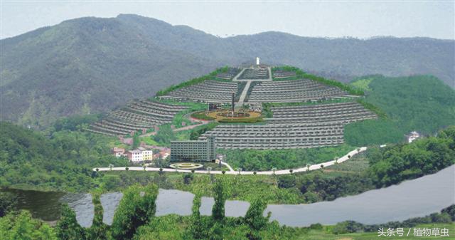 祖坟上长的桃树有何说法,坟上长毛桃树好吗