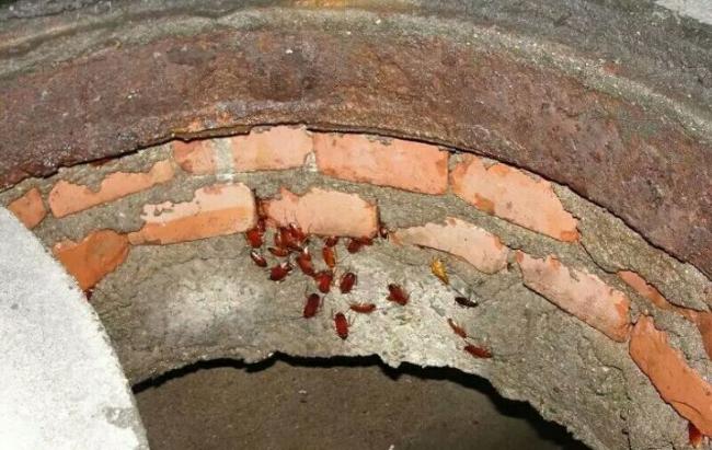 家里有蟑螂怎样驱蟑螂小妙招,家里有蟑螂怎么办蟑螂要怎样灭