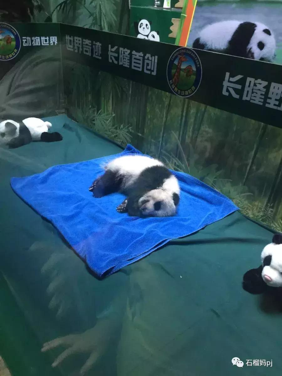 长隆欢乐世界和长隆野生动物园,广州长隆野生动物园侏罗纪公园