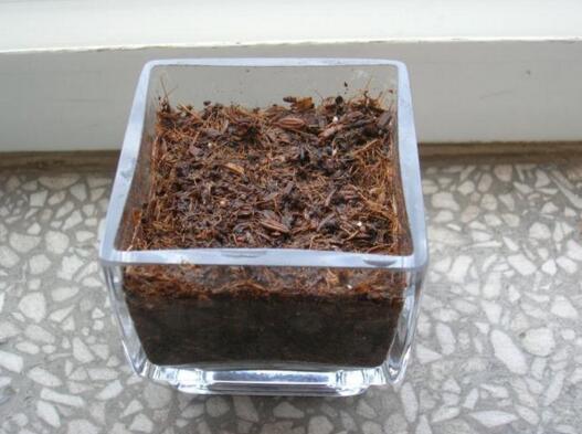 火龙果种子小盆栽怎么养护,火龙果种子放水里泡