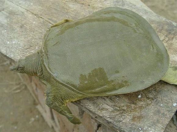 怎么钓甲鱼用几号钩,钓甲鱼怎么放钩怎么选择钓点