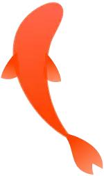 锦鲤到底是怎么火的,锦鲤为什么火了