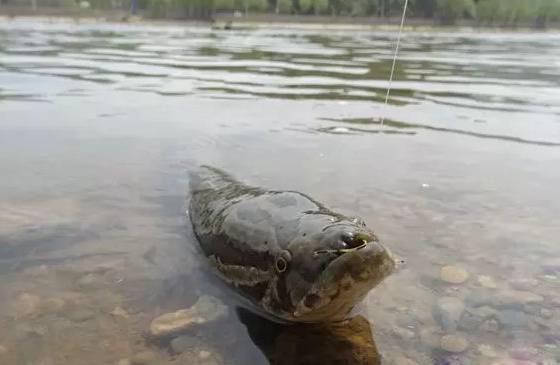 雷强怎么选钓点,雷强钓法最佳配方
