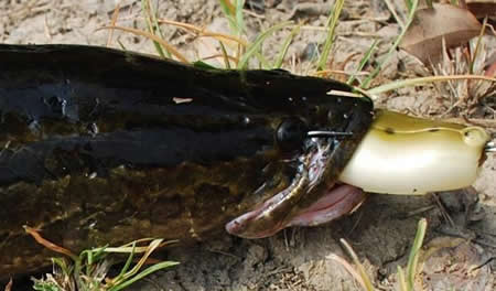 雷强怎么选钓点,雷强钓法最佳配方