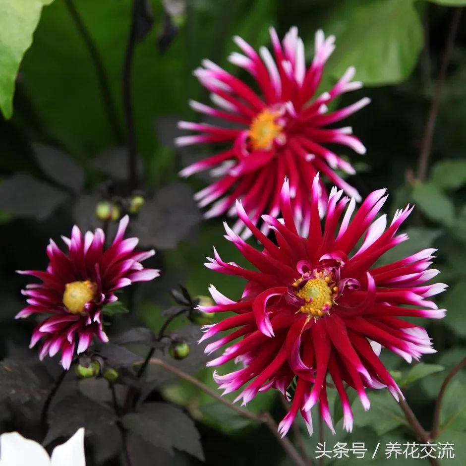 大丽花冬季养护方法,大丽花用什么土养最好