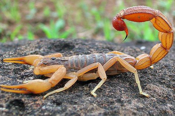 五毒动物一般出现在哪里,五毒是哪五种动物谁最打斗厉害