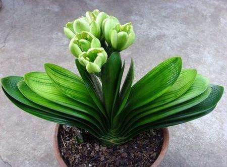 花卉要枯死了，别丢掉，用1粒小药片就能“复苏”，超实用