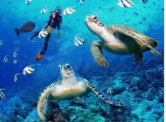 9次带队、36次飞行、189人的深度体验——史上最全仙本那攻略