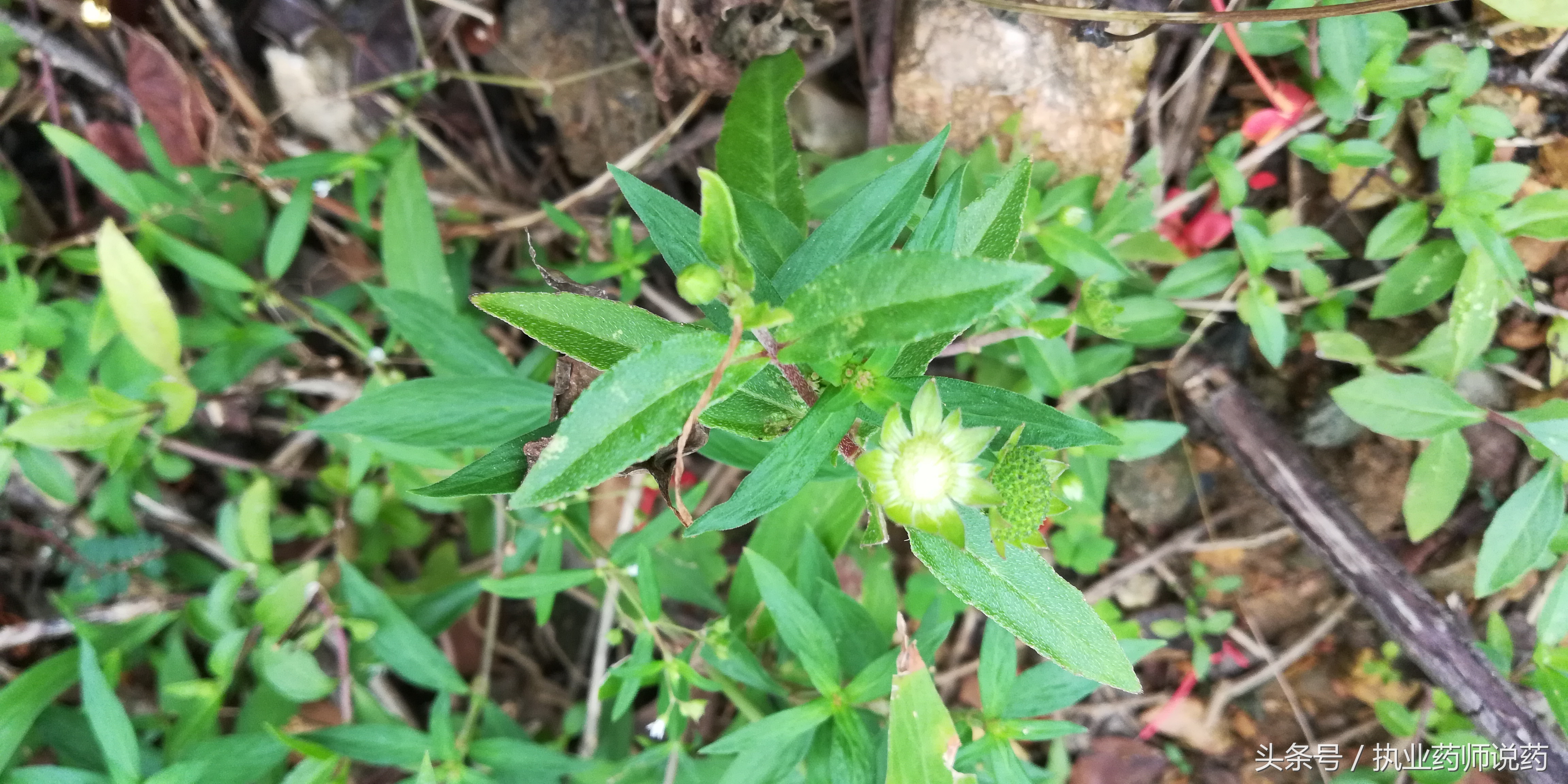 重阳节登高功效,重阳节上山挖草药视频