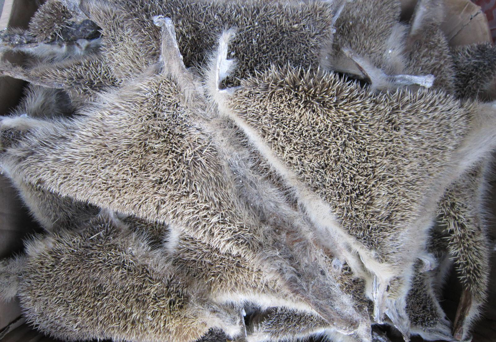 中医刺猬皮,复方刺猬皮散