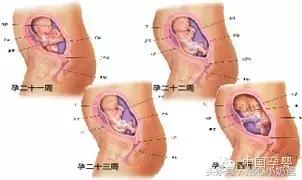胎儿发育过程图3d动画,胎儿发育过程图水果