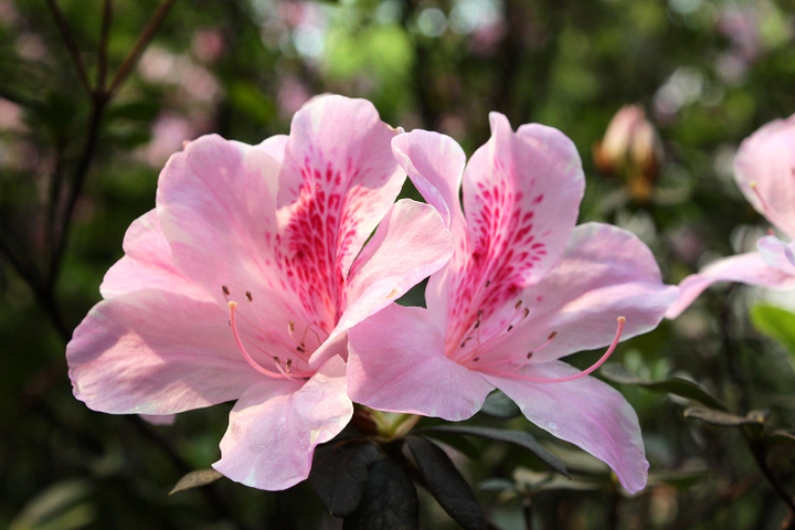 狗狗吃什么食物会中毒,对狗狗有害的植物有哪些