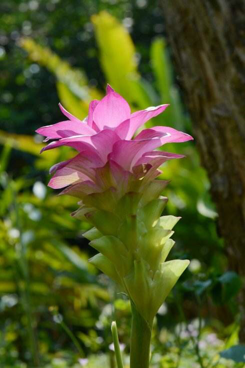 中药材莪术销售,中药材莪术的样子