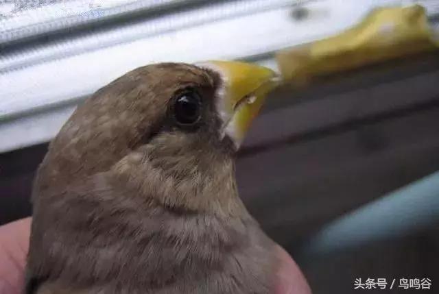 黑头蜡嘴鸟公母区别,黑尾蜡嘴雀小鸟怎么分公母