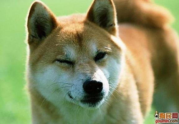 各种狗狗搞笑视频集锦,狗狗集锦