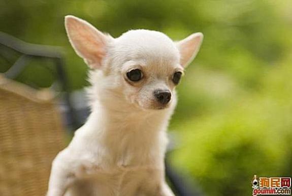 各种狗狗搞笑视频集锦,狗狗集锦