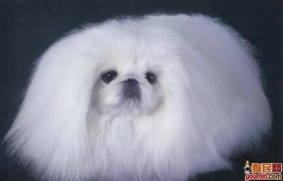 各种狗狗搞笑视频集锦,狗狗集锦