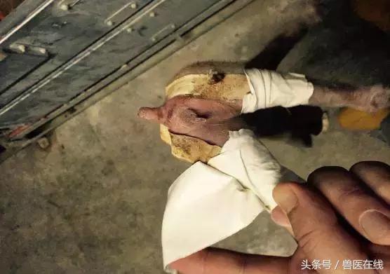 仔猪八字腿用什么胶布,仔猪腹沟疝气复位手法视频