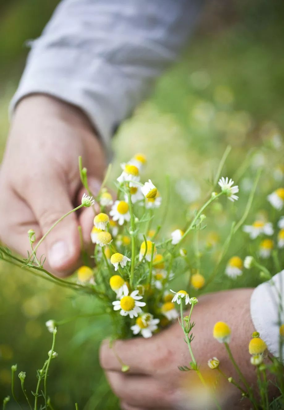适合敏感肌的湿敷水洋甘菊,洋甘菊纯露修复敏感肌反馈