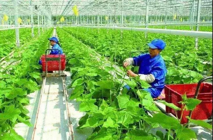 农业政策扶持项目多少亩有补贴,农业项目补贴政策有哪些