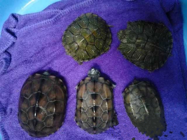 龟冬眠的最好方法,龟冬眠正确方法