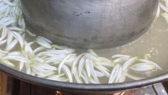 菊花什么人不建议吃呢,菊花可以吃下去吗