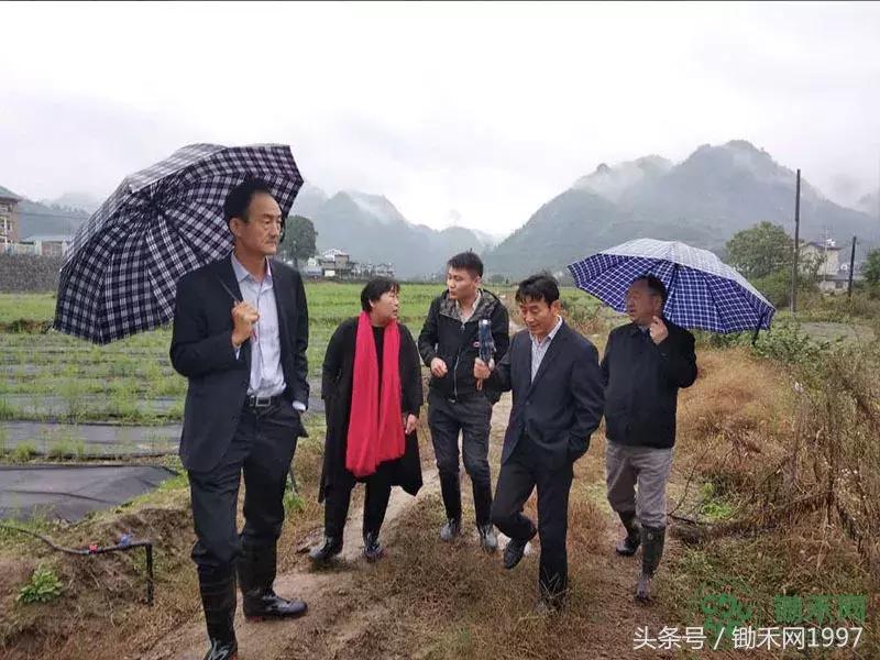 陈光宇宣传大棚芦笋种植技术视频,芦笋之父陈光宇