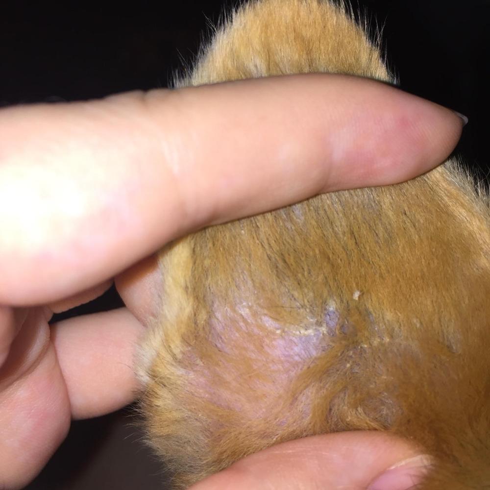 狗狗身上有皮屑还掉毛怎么回事,狗狗身上痒痒总挠掉皮屑怎么办