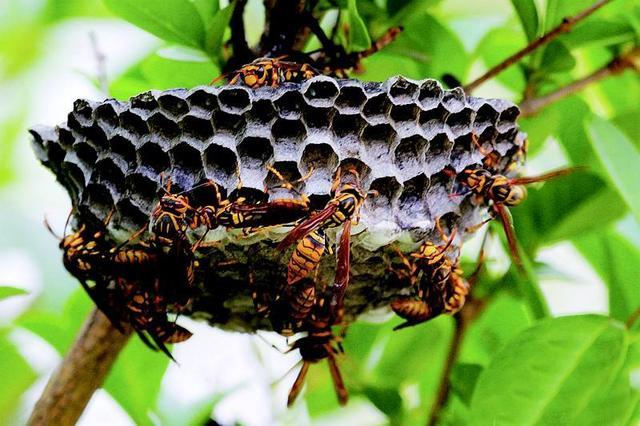 被马蜂蛰了可以第二天用肥皂水么,被马蜂蛰了最有效的处理办法