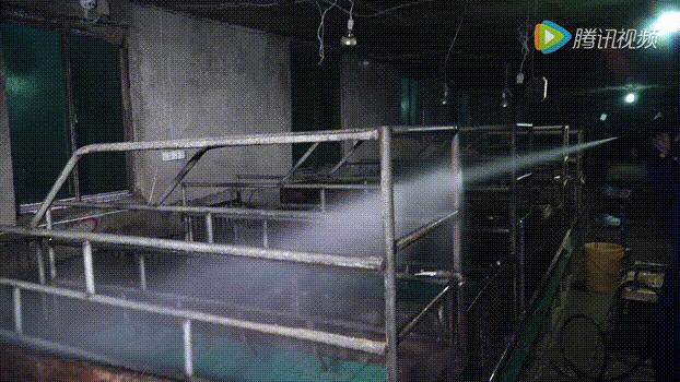 育肥猪传染性胃肠炎的症状与治疗,怎么预防猪传染性胃肠炎