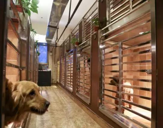 宠物寄养四大注意事项,宠物寄养注意事项和禁忌