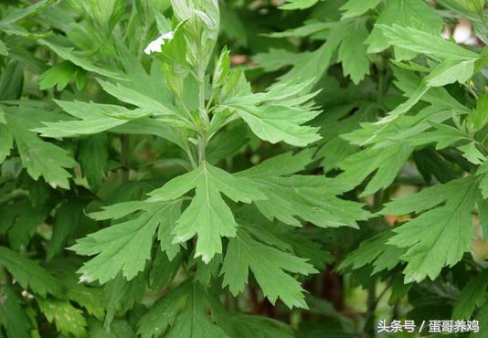 养鸡秘诀：老兽医总结三个治疗家禽感冒巧用方，养鸡人收藏一下吧