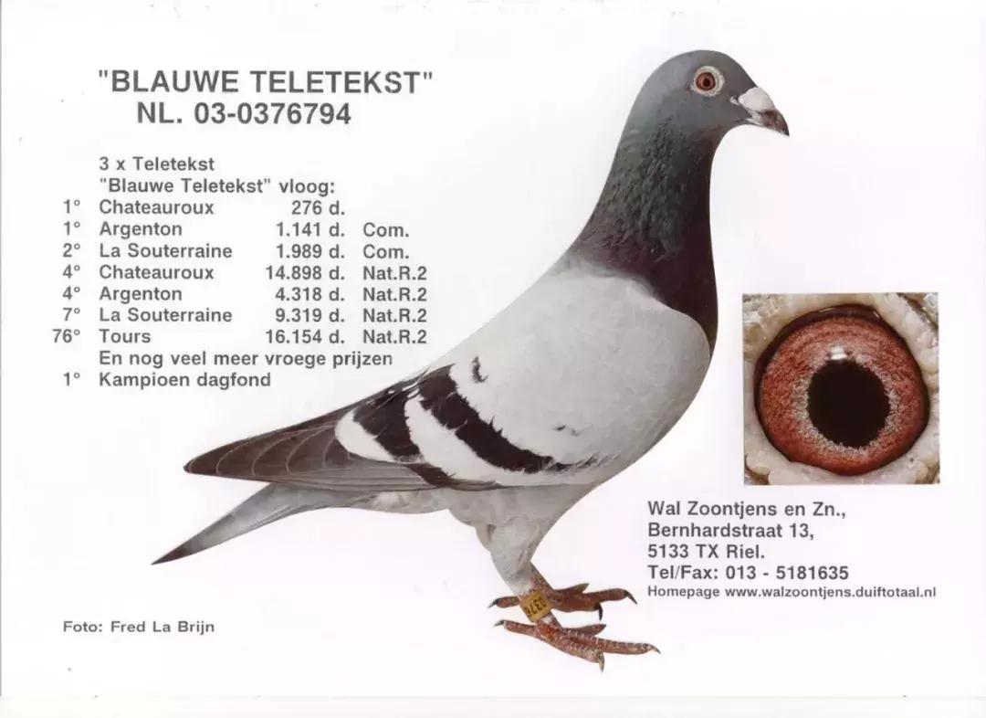 饲料控高峰，鸽脚冰冷是危险信号！