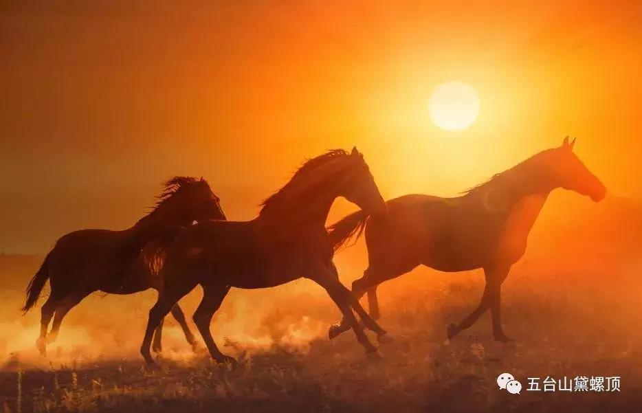 四种马四种人寓意,佛陀说四种良马