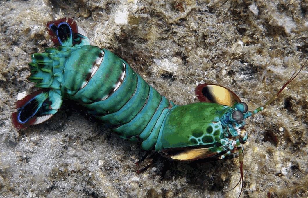 这种虾生性好斗，被称为水中平头哥，专家建议用防弹玻璃鱼缸饲养